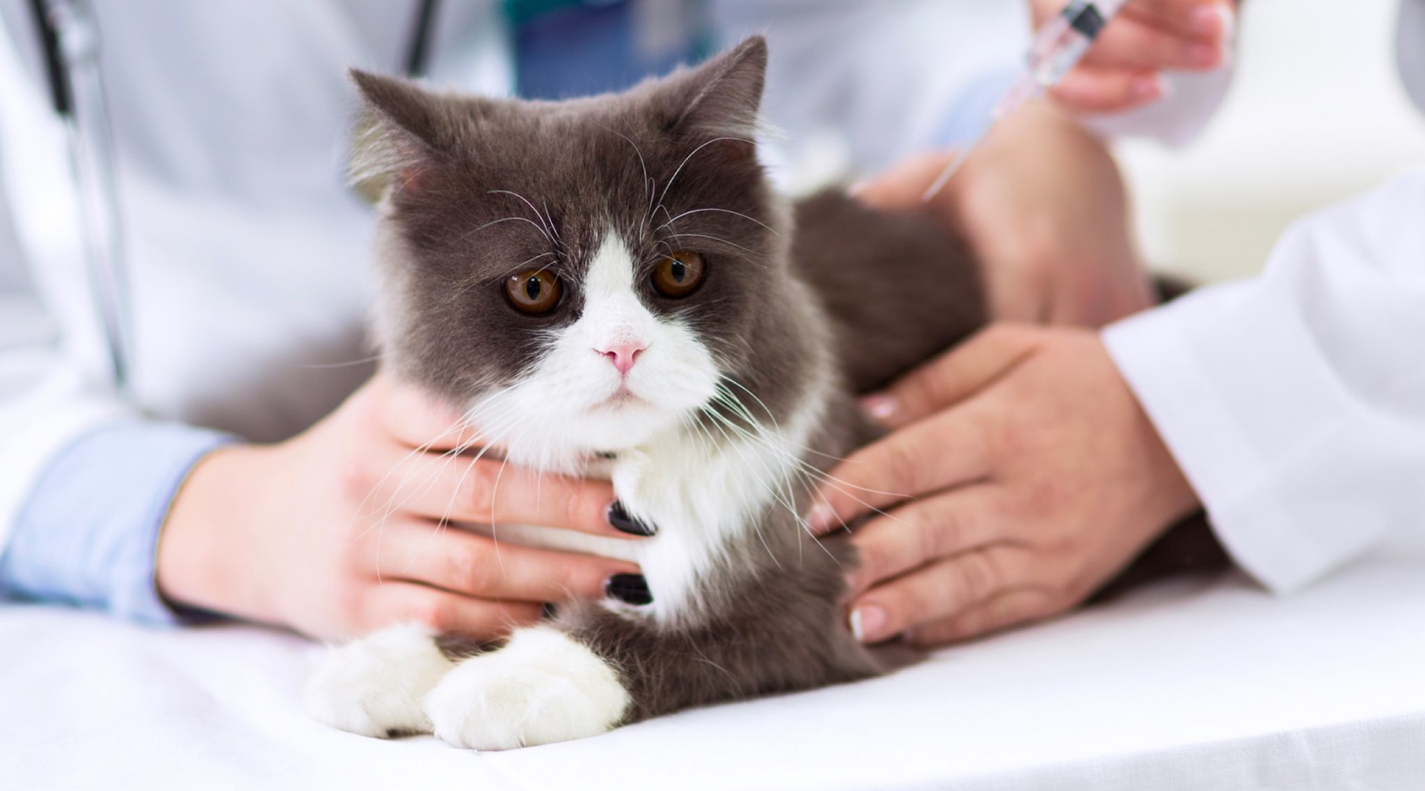 Are Stainless Steel Litter Boxes Better For Cats