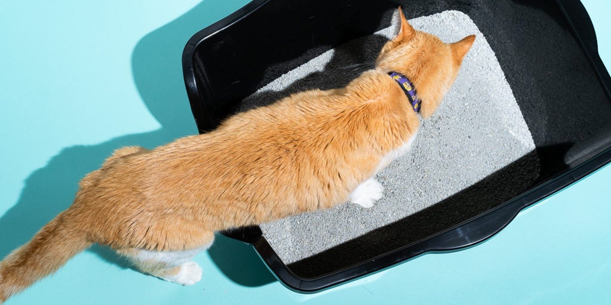 are-stainless-steel-litter-boxes-better-for-cats-nhlink