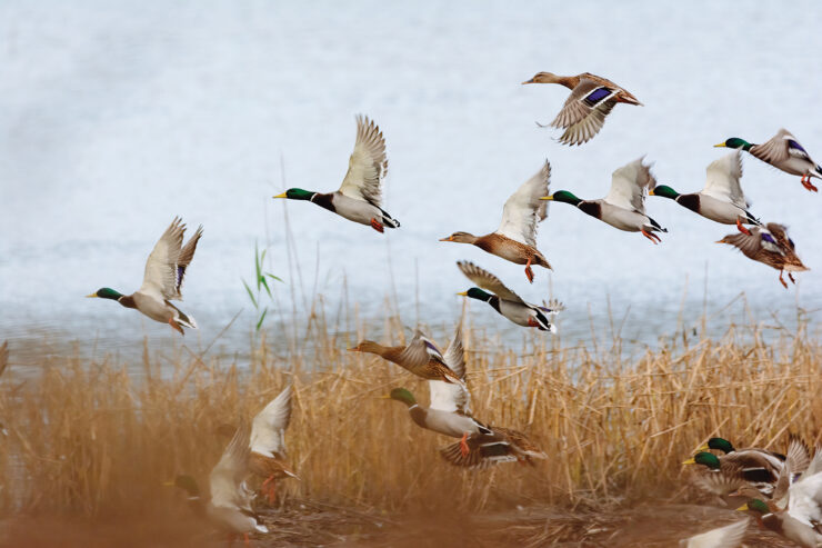 Safety Precautions for Duck Hunters