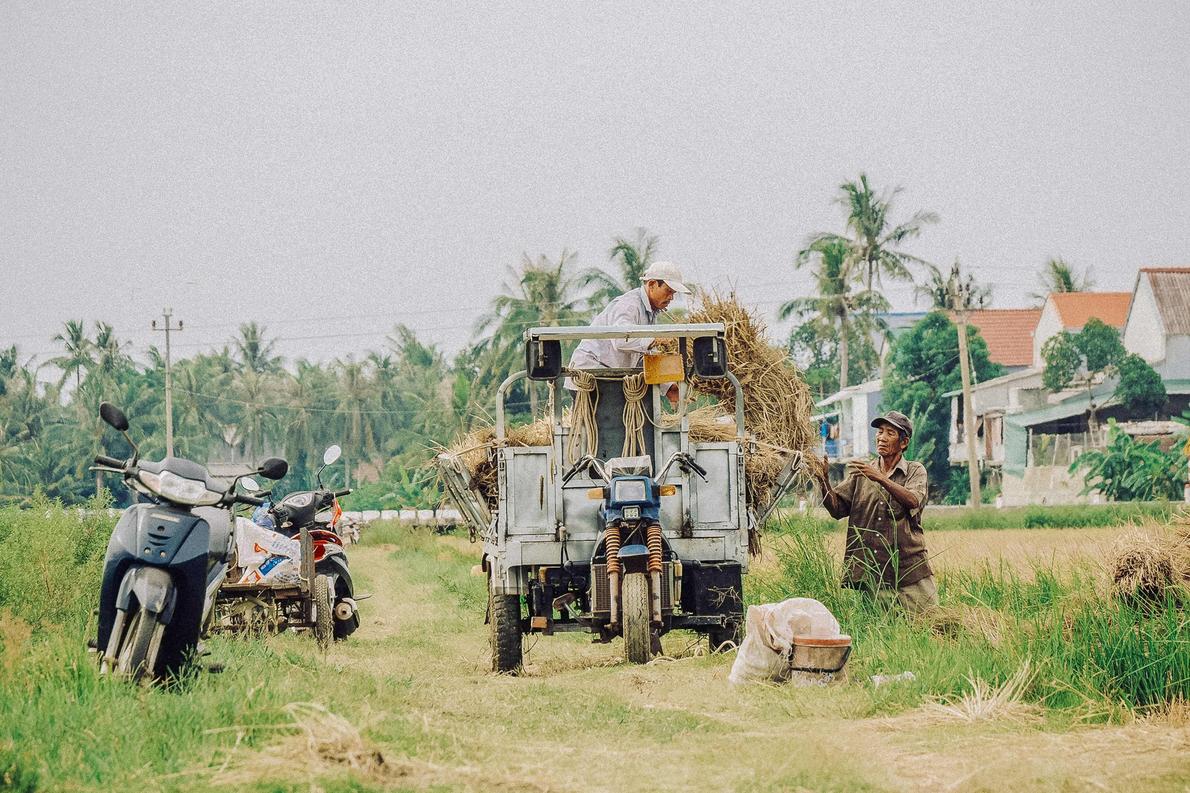 Two Vietnamese farmers working during the rice harvest in Quy Nhon.